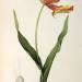 Tulipa gesneriana dracontia, from 'Les Liliacees'
